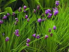 Allium cyathophorum AGM