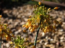 Allium flavum ssp. tauricum