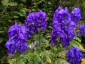 Aconitum henryi 'Spark's Variety' - small image 1