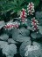 Actaea pachypoda 'Silver Leaf' - small image 1