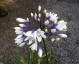 Agapanthus 'Twister' - small image 1