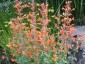 Agastache aurantiacus 'Apricot Sprite' - small image 1