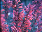 Agastache ex 'Painted Lady' - small image 1