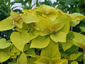 Agastache rugosa 'Golden Jubilee' - small image 1