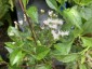 Ageratina ligustrina - small image 1