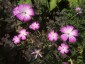 Agrostemma 'Purple Queen' - small image 1