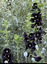 Alcea rosea 'Nigra' - small image 1