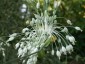 Allium carinatum ssp. pulchellum Album AGM - small image 1
