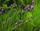 Allium cyathophorum AGM - small image 1