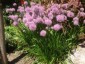 Allium lusitanicum 'Summer Beauty' - small image 1
