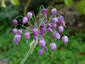 Allium macranthum - small image 1