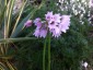 Allium narcissiflorum - small image 1