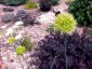 Allium obliquum - small image 1