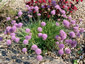 Allium senescens ssp. montanum var. glaucum - small image 1