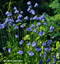 Allium sikkimense - small image 1