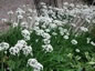 Allium tuberosum - small image 1