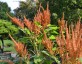 Amaranthus 'Autumn's Touch' - small image 1