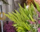 Amaranthus hypochondriacus 'Green Thumb' AGM - small image 1