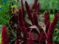 Amaranthus hypochondriacus 'Pygmy Torch' AGM - small image 1