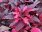 Amaranthus tricolor 'Early Splendor' - small image 1