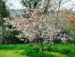 Amelanchier canadensis - small image 1