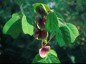 Amicia zygomeris - small image 1