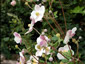 Anemone hupehensis ssp. hupehensis alba - small image 1