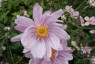 Anemone 'Queen Charlotte' - small image 1