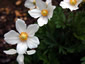 Anemone sylvestris - small image 1