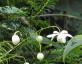Anemonopsis macrophylla 'Alba' - small image 1