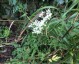 Angelica sinensis 'Loushan Filigree' - small image 1