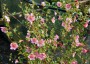 Anisodontea capensis 'Lady in Pink' - small image 1