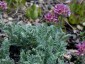 Anthyllis montana 'Rubra' AGM - small image 1