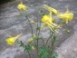 Aquilegia chrysantha ‘Denver Gold’ - small image 1