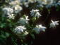 Aquilegia clematiflora 'Alba' - small image 1
