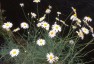 Argyranthemum foeniculaceum 'Chelsea Girl' - small image 1