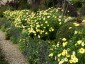 Argyranthemum 'Jamaica Primrose' - small image 1