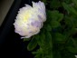 Aster chinensis Paeony Silver-Blue - small image 1
