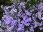Aster 'Little Carlow' - small image 1