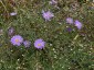Aster turbinellus Marchant's hybrid AGM - small image 1