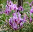 Astragalus crassicarpus - small image 1