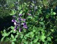 Baptisia australis 'Purple Smoke' - small image 1