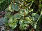Beesia calthifolia - small image 1