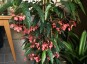 Begonia albopicta 'Rosea' - small image 1