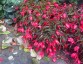 Begonia 'Dark Elegance' - small image 1