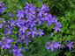 Campanula lactiflora 'Deep Blue' - small image 1