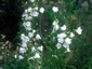 Campanula persicifolia 'Alba' - small image 1