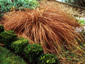 Carex flagellifera - small image 1
