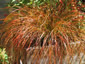 Carex testacea 'Prairie Fire' - small image 1