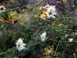 Cephalaria dipsacoides - small image 1